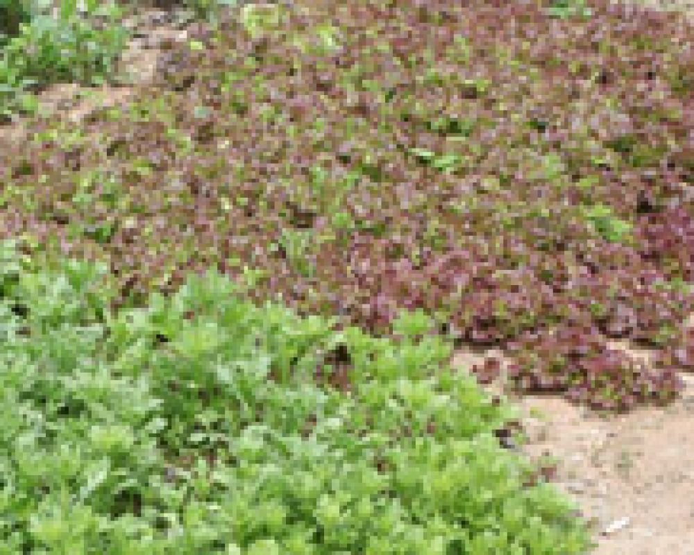 텃밭야채 무료제공